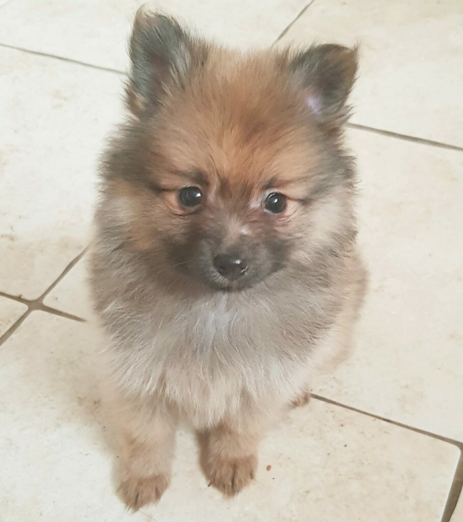 gumtree pomeranian puppies